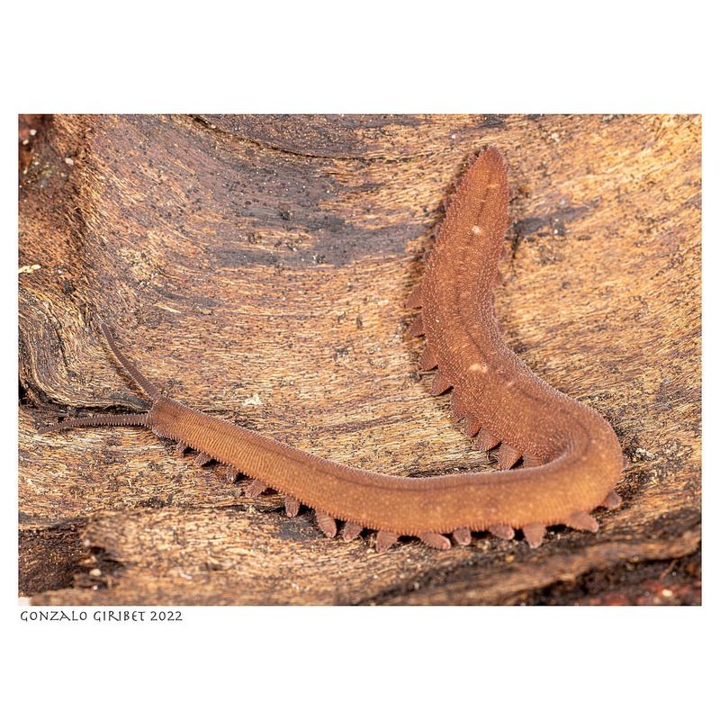 Blind Velvet Worm