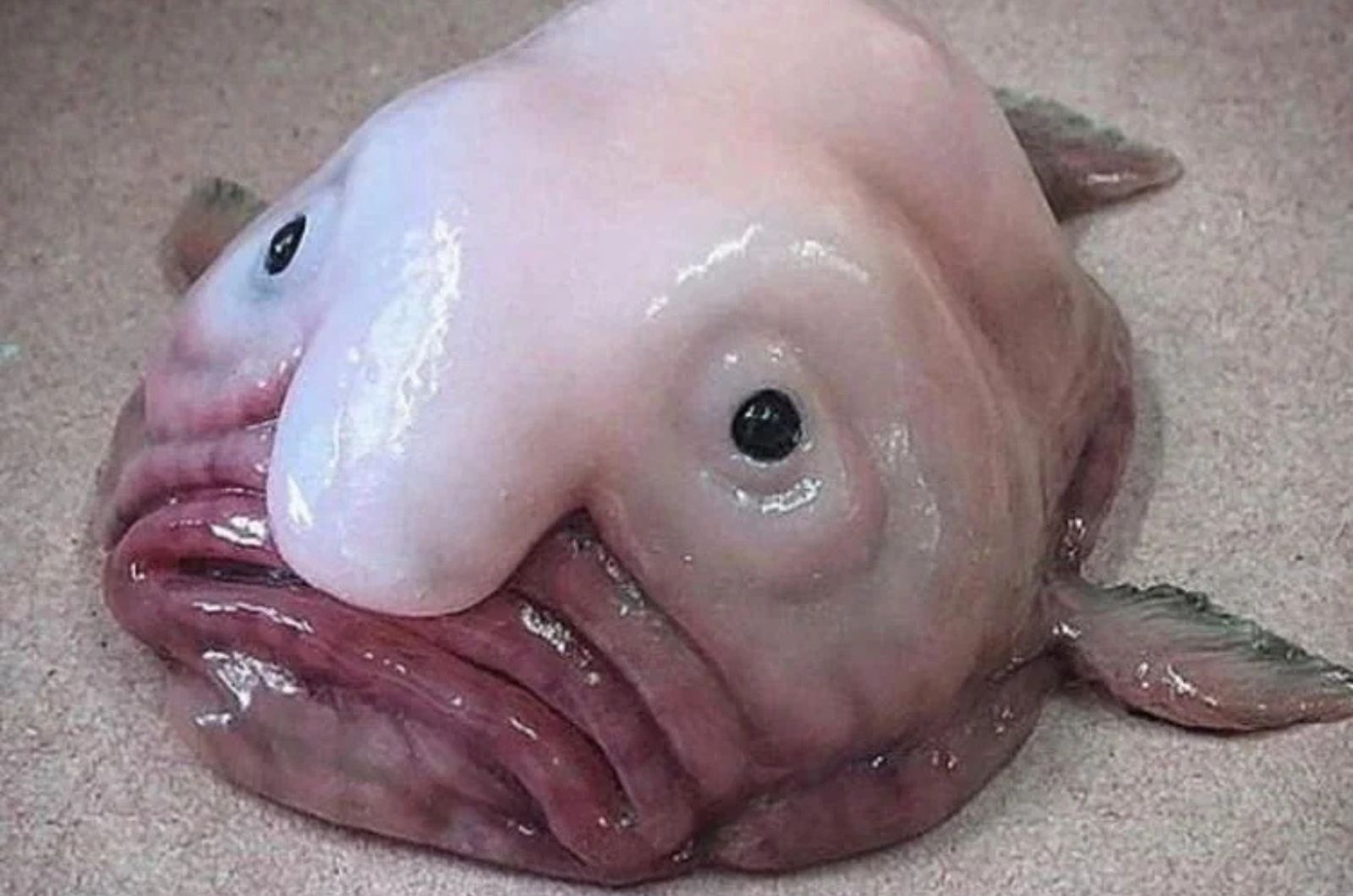 Blobfish