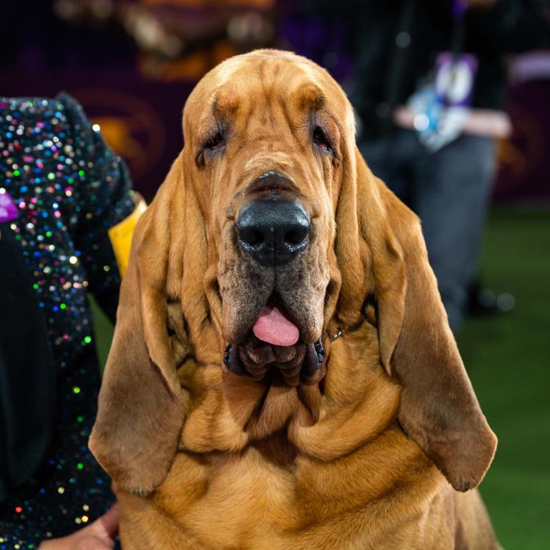 Bloodhound