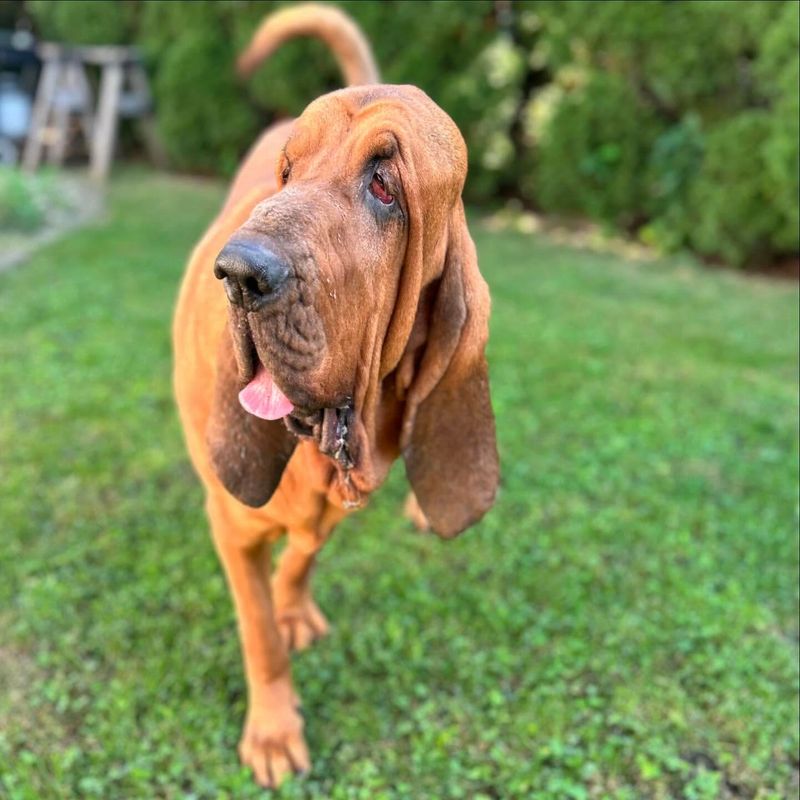 Bloodhound