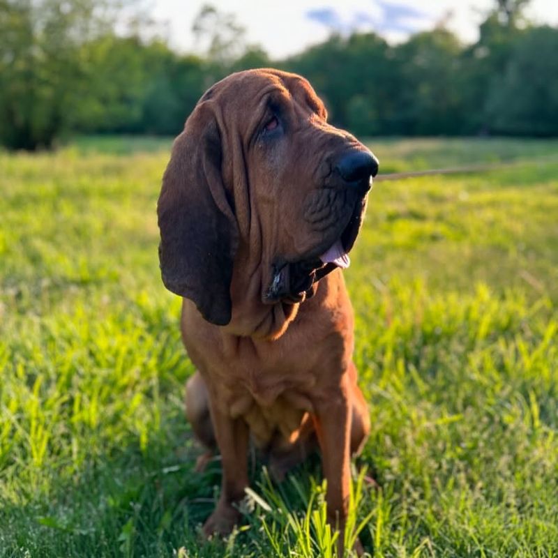 Bloodhound