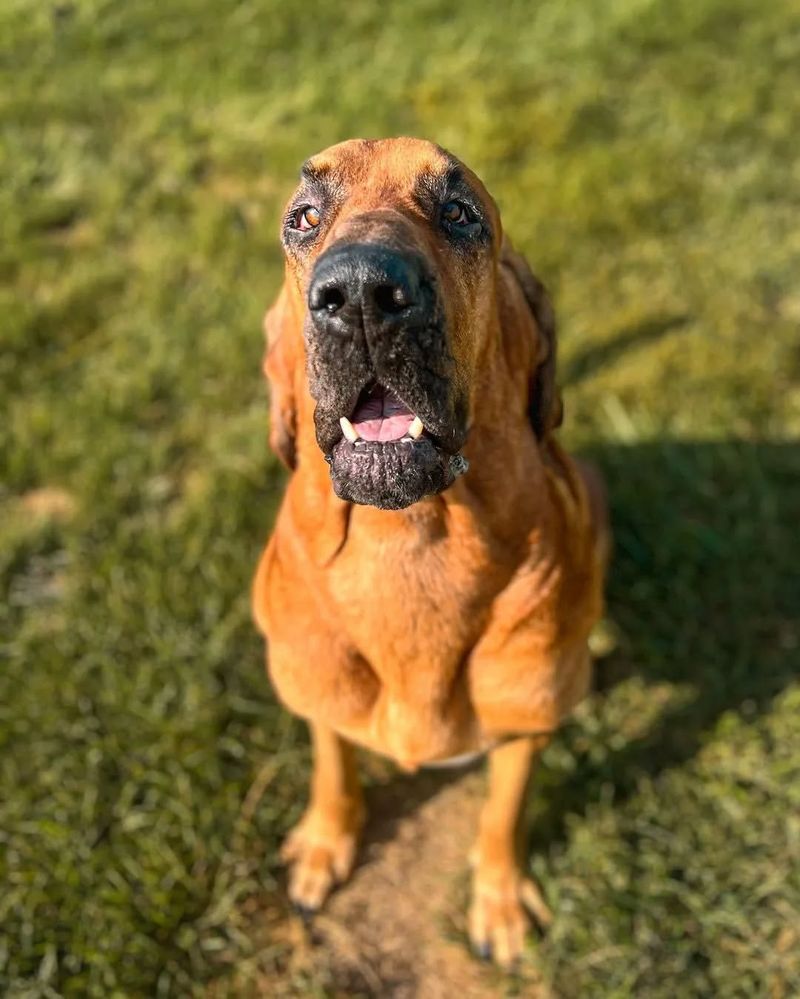 Bloodhound