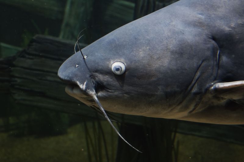 Blue Catfish