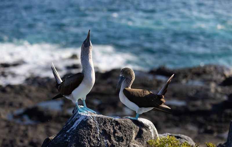 Blue-Footed Booby