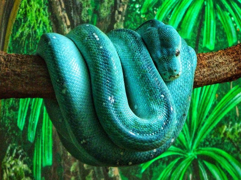 Blue Green Tree Python