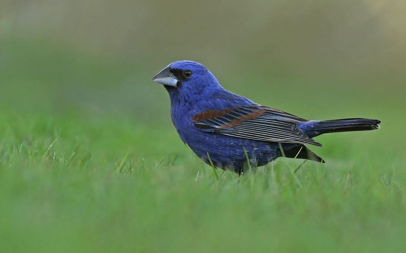 Blue Grosbeak