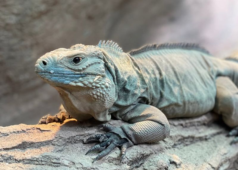 Blue Iguana