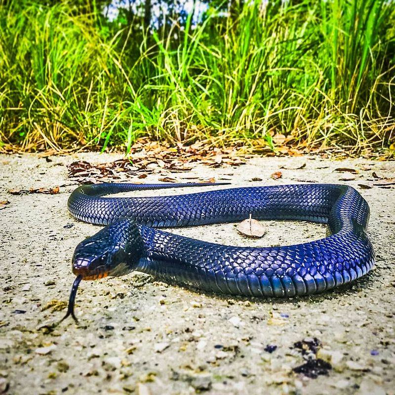 Blue Indigo Snake