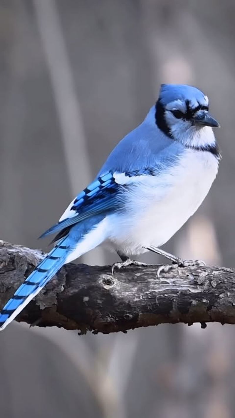 Blue Jay