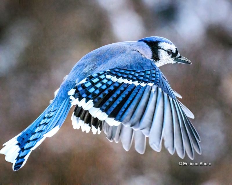 Blue Jay