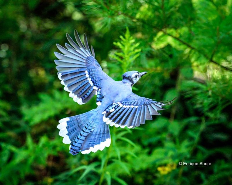 Blue Jay