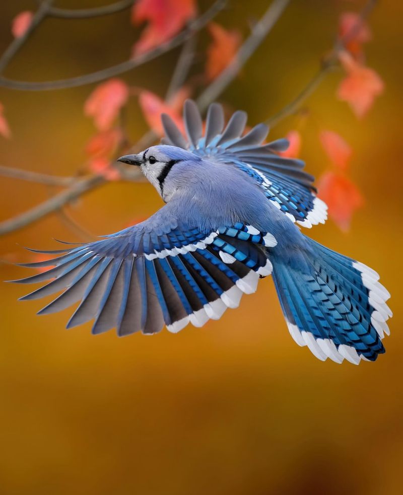 Blue Jay