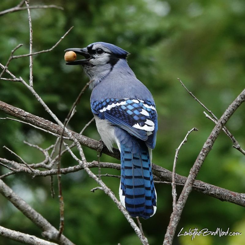 Blue Jay