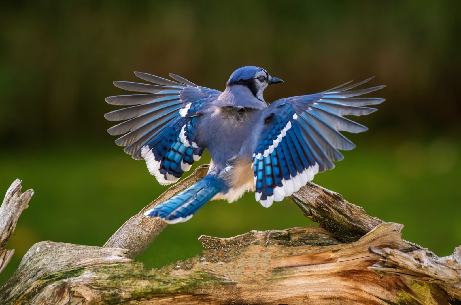 Blue Jay