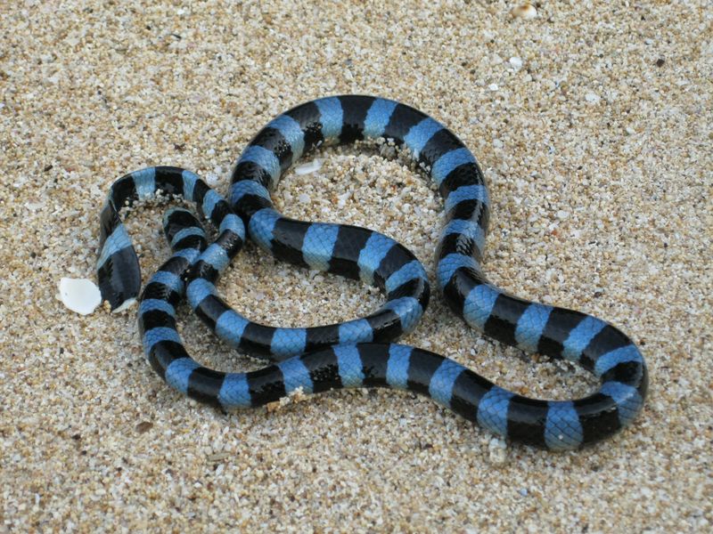 Blue Krait