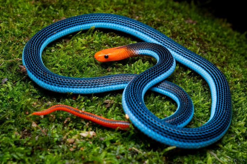 Blue Malayan Coral Snake