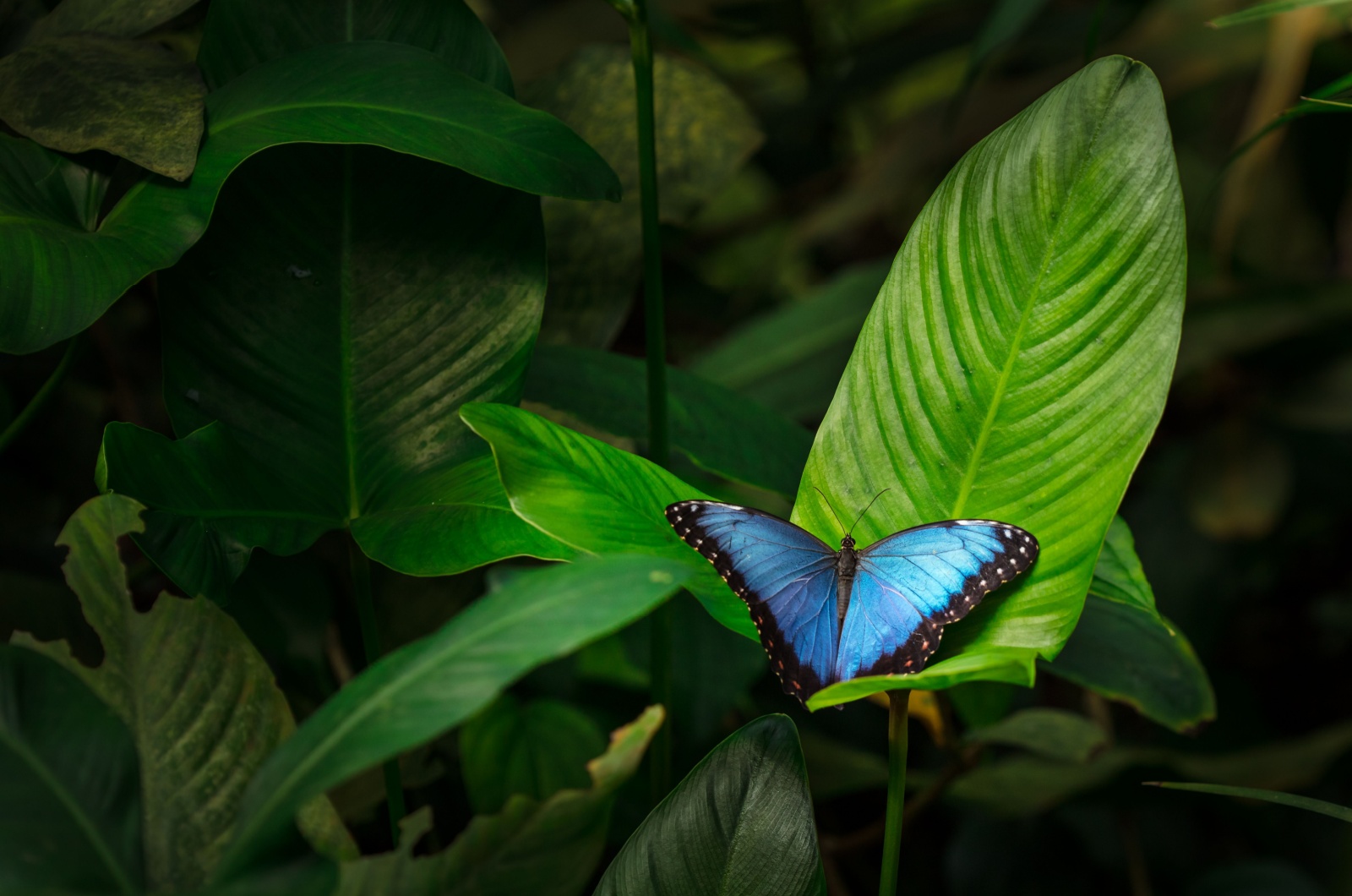 Blue Morpho Butterfly