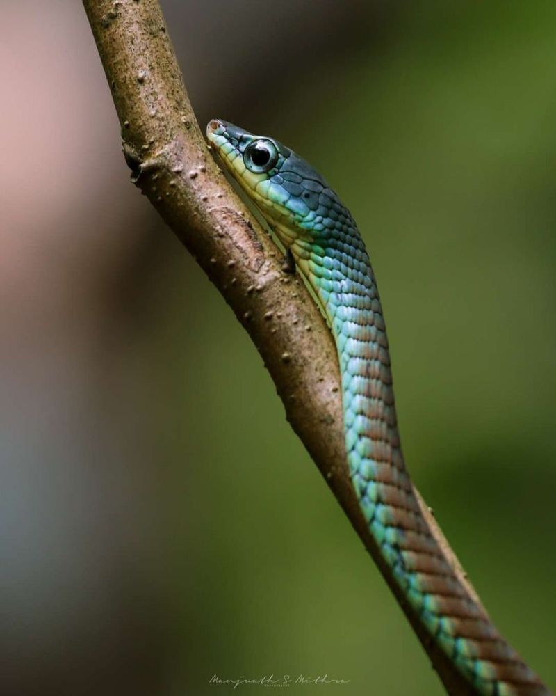 Blue Parrot Snake