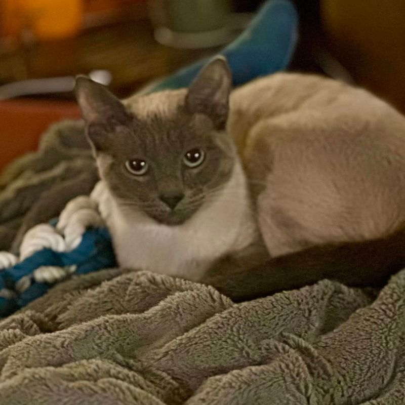 Blue Point Siamese