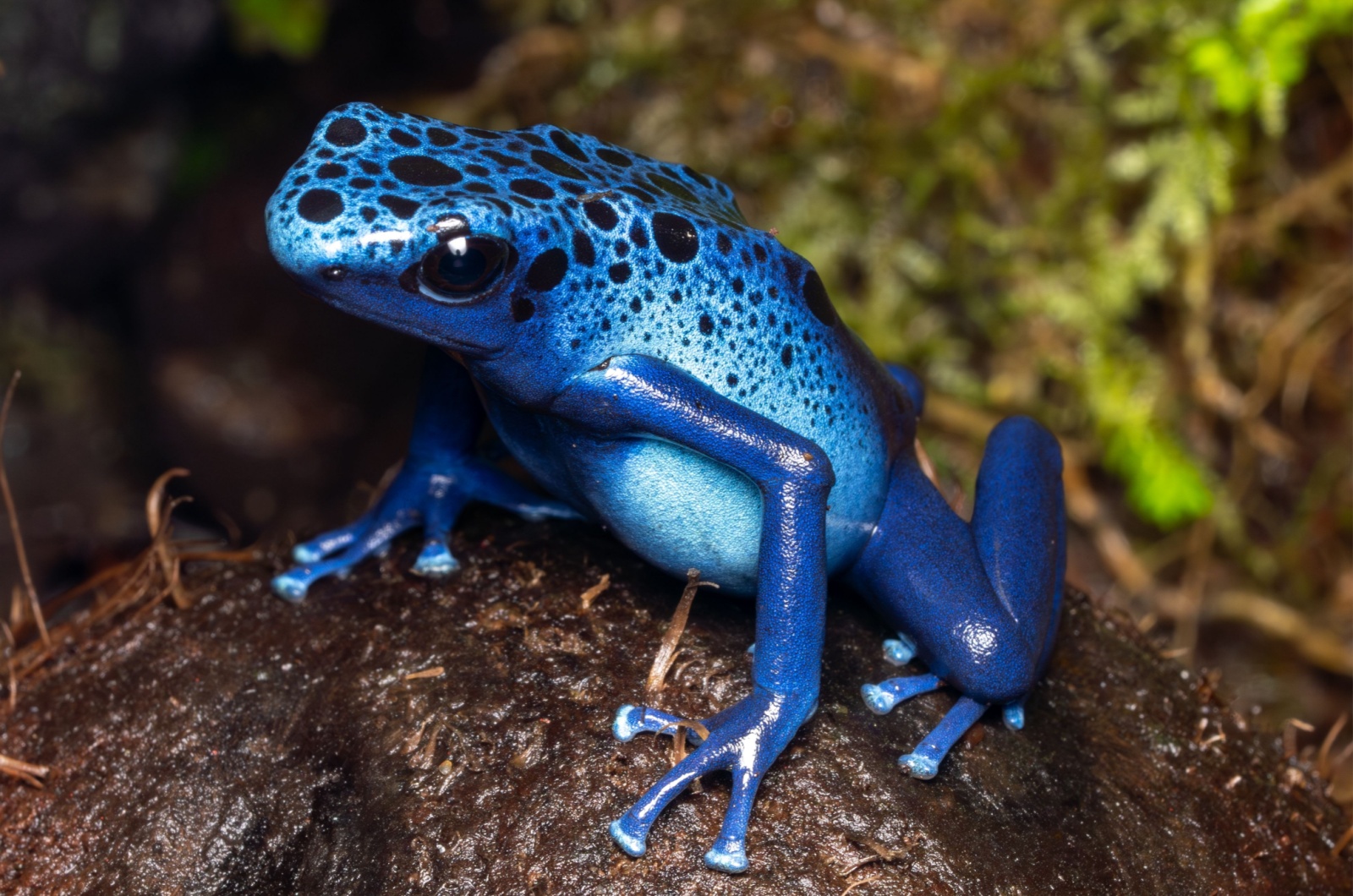 Blue Poison Dart Frog