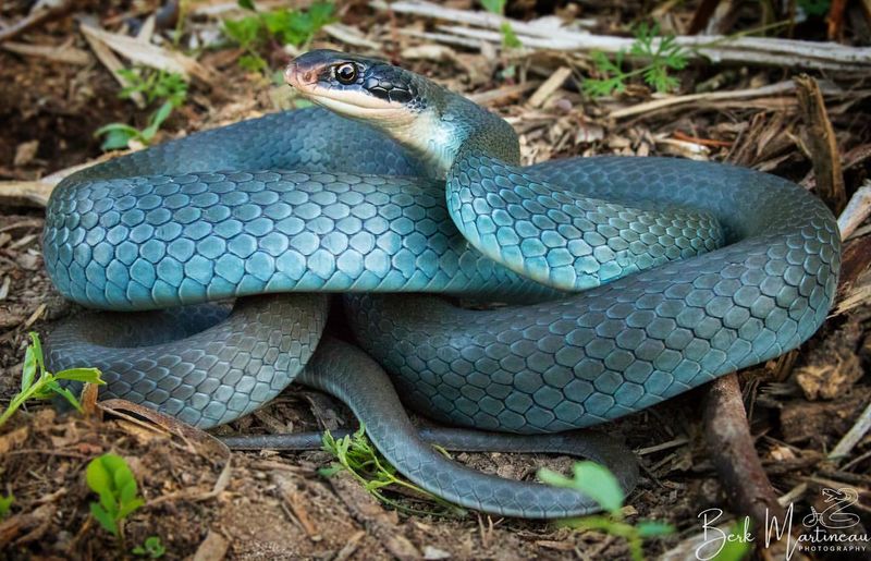 Blue Racer