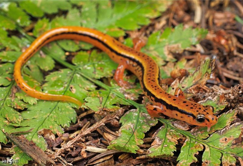 Blue Ridge Two-Lined Salamander