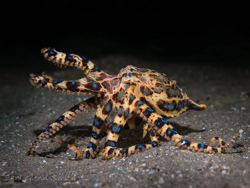 Blue-Ringed Octopus