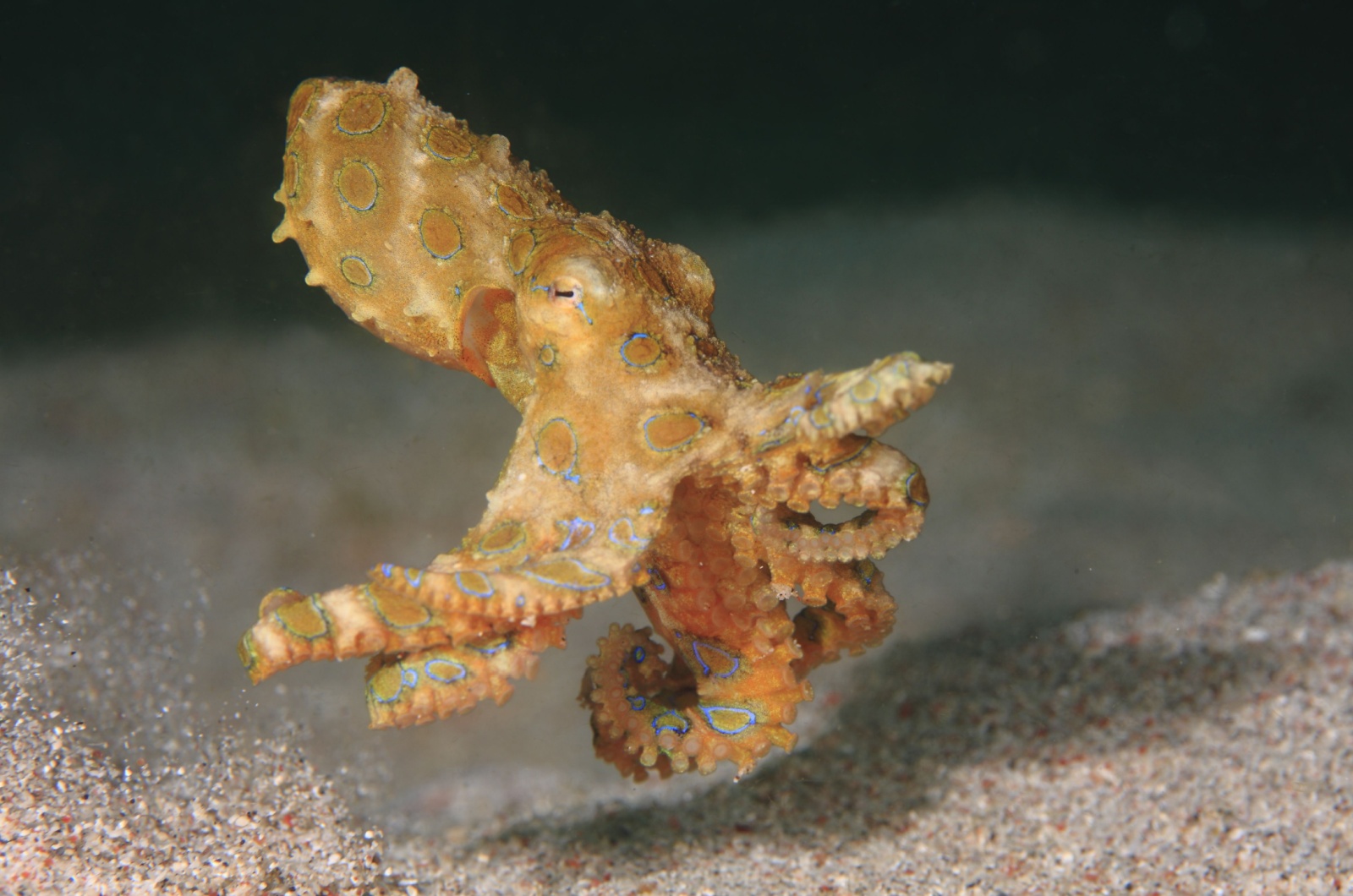 Blue-Ringed Octopus