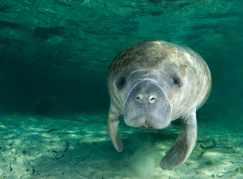 Blue Spring State Park, Florida