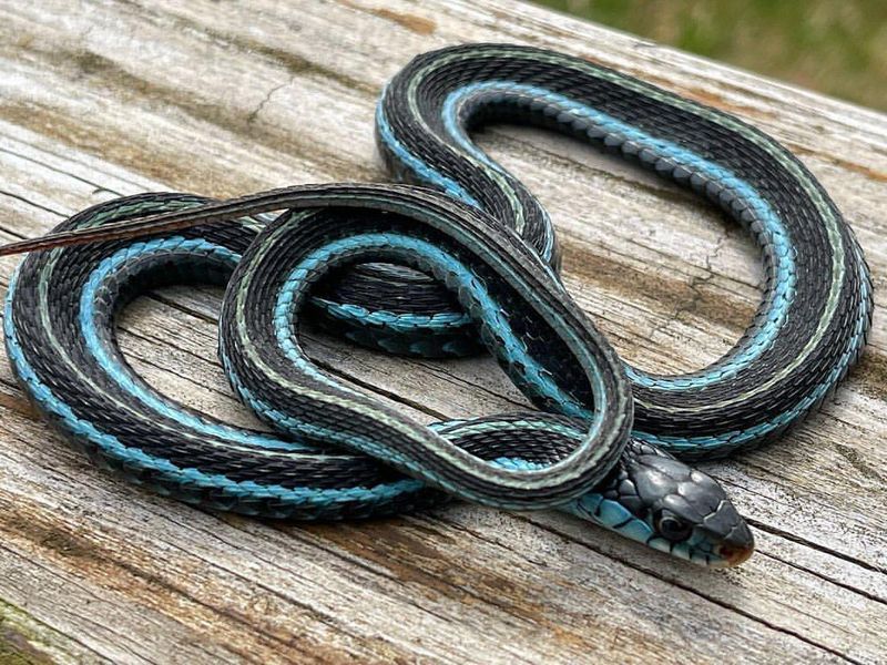 Blue Striped Garter Snake