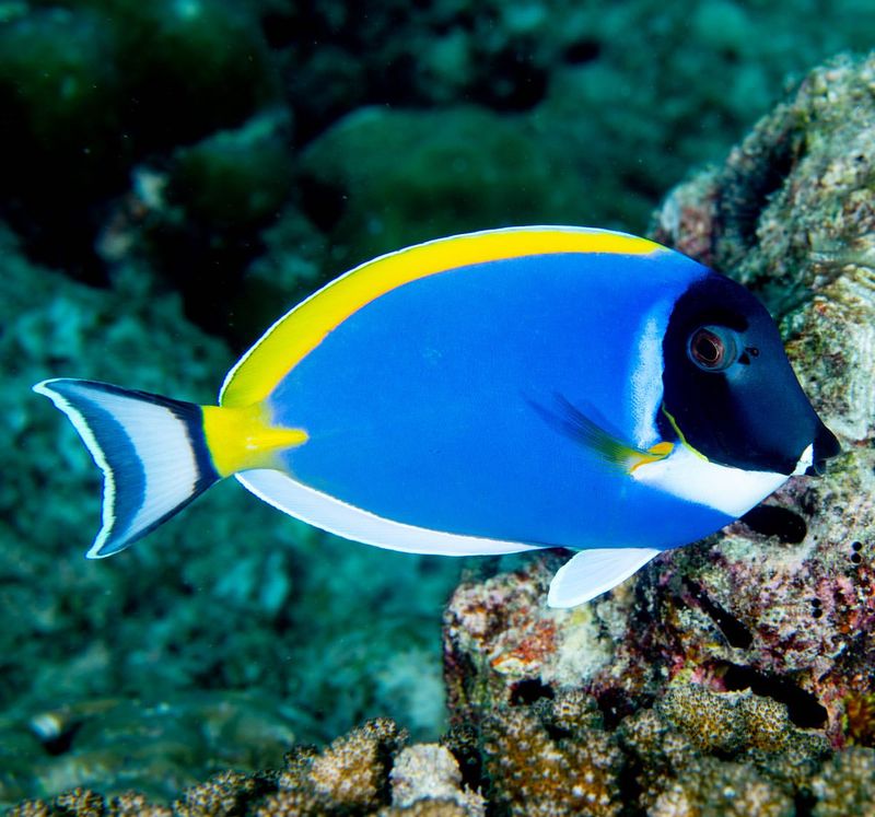 Blue Tang