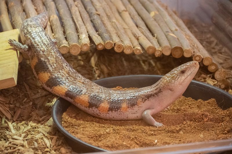 Blue-Tongued Skink