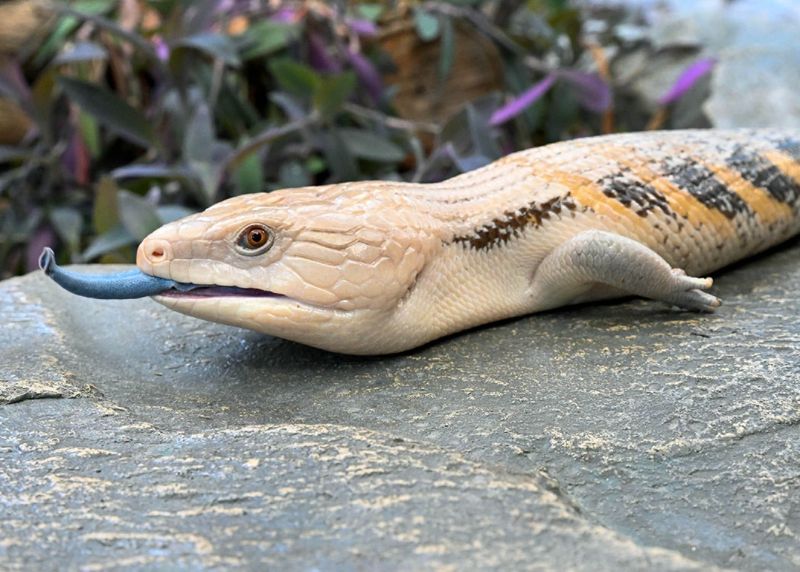 Blue-Tongued Skink