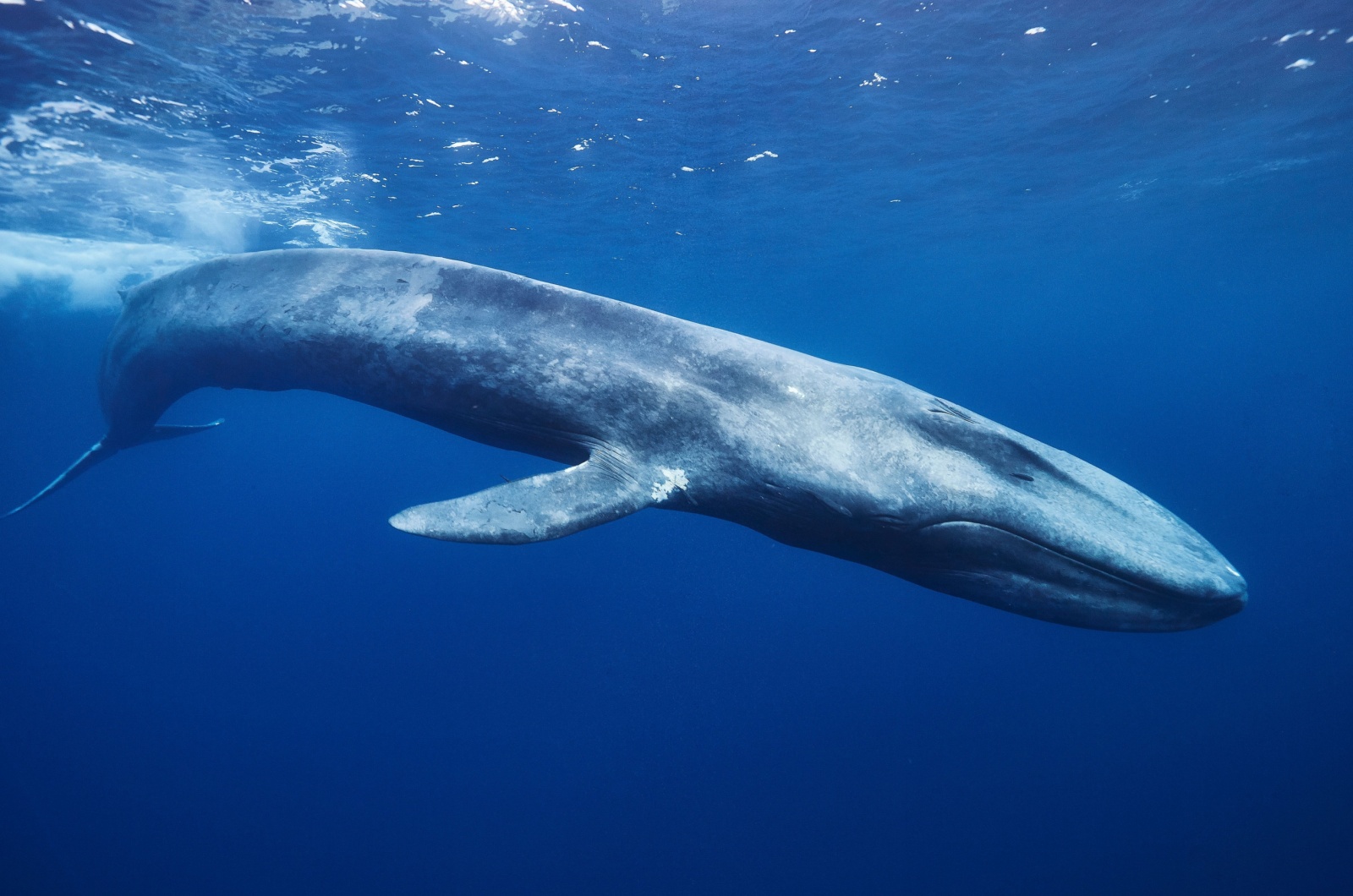 Blue Whale