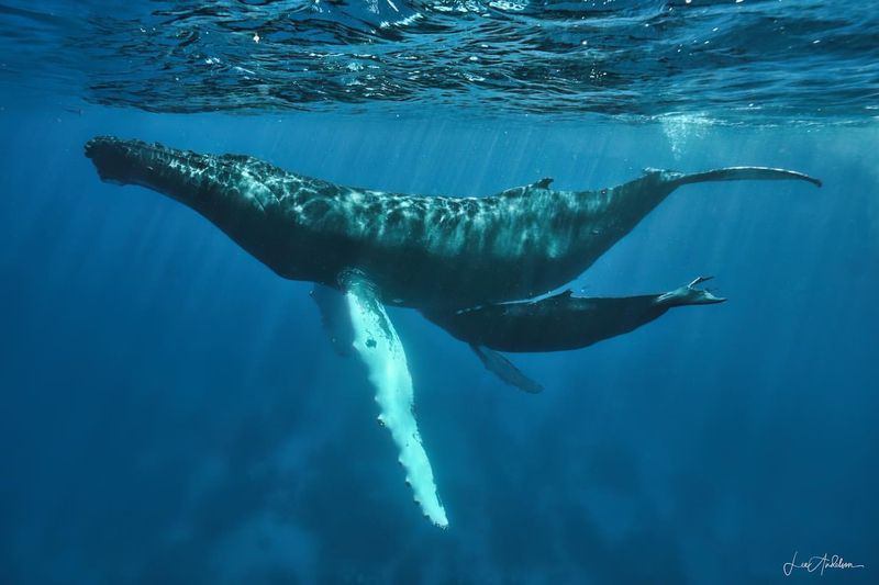 Blue Whales