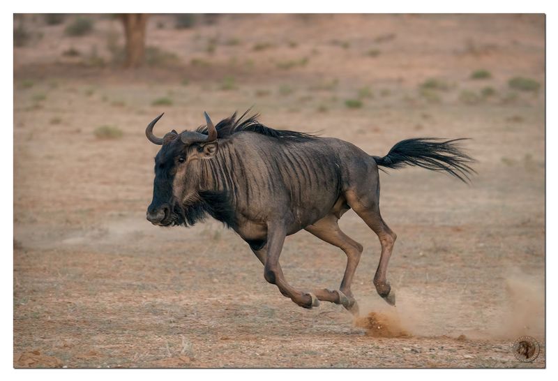 Blue Wildebeest