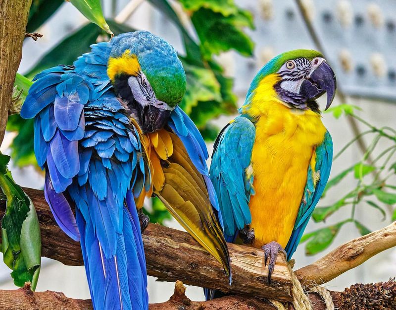 Blue-and-Yellow Macaw