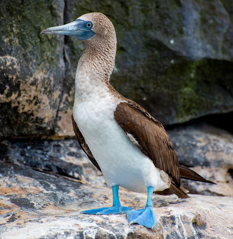 Blue-footed Booby in the Galápagos Islands