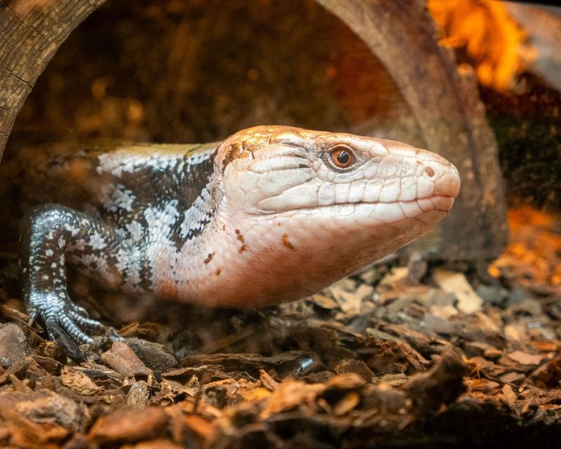 Blue-tongued Skink