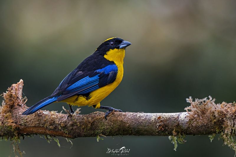 Blue-winged Mountain Tanager