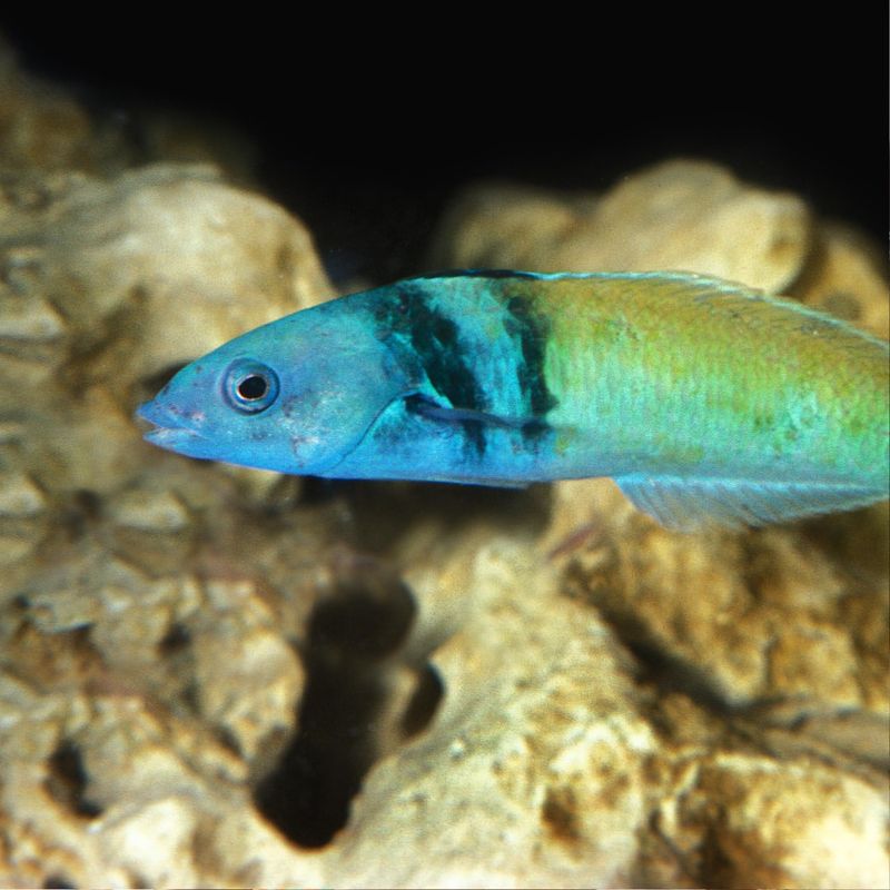 Bluehead Wrasse