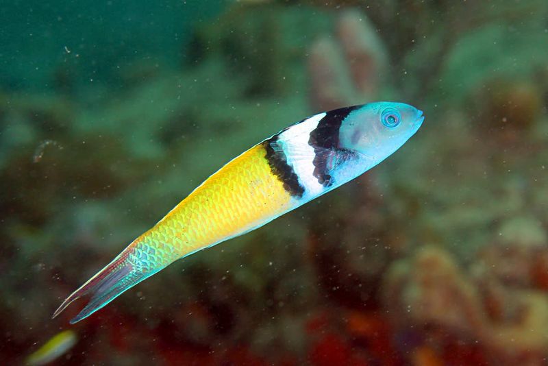 Bluehead Wrasse