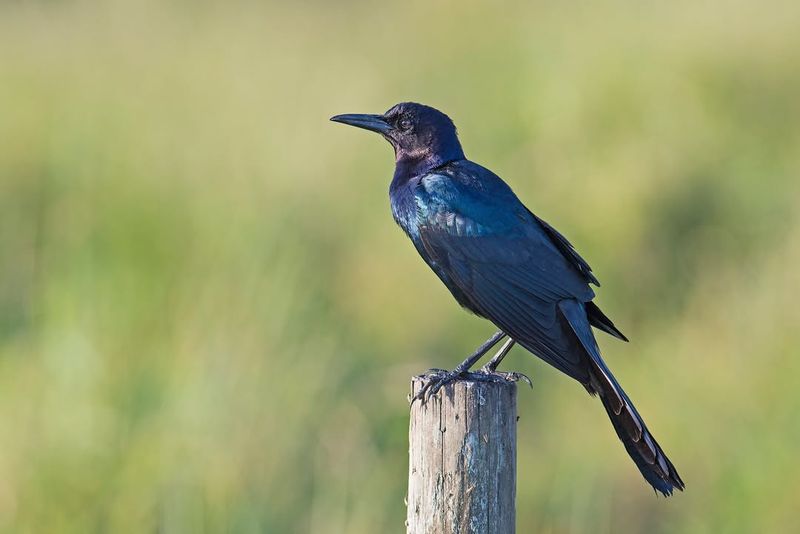 Boat-tailed Grackle