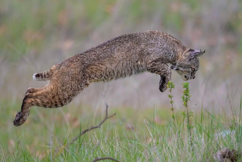 Bobcat