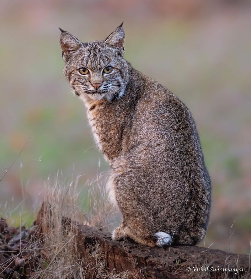 Bobcat