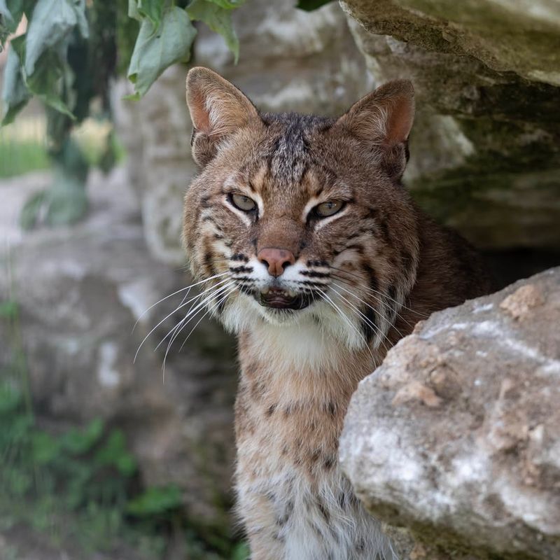 Bobcat