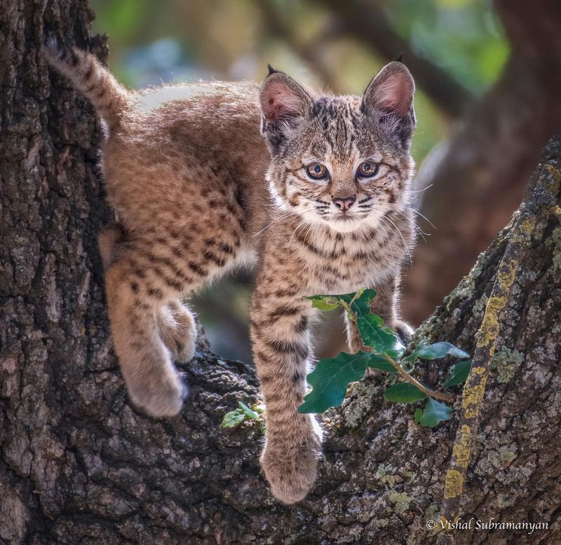 Bobcat