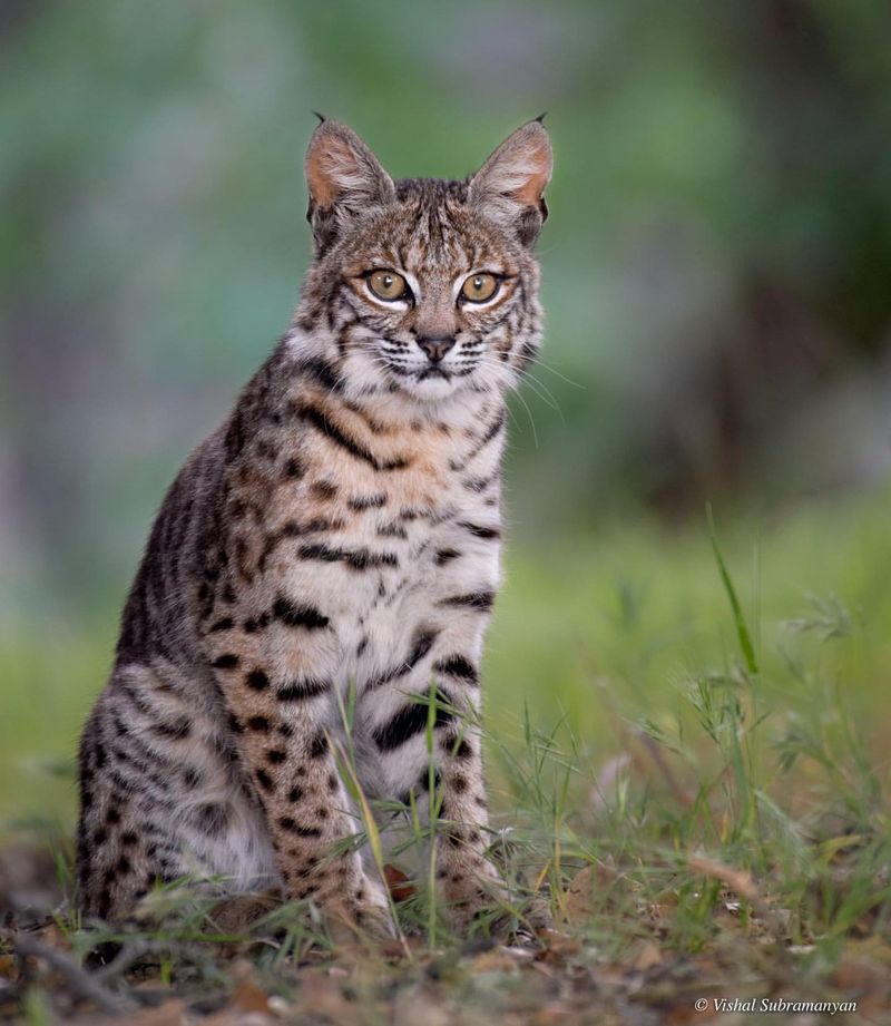 Bobcat