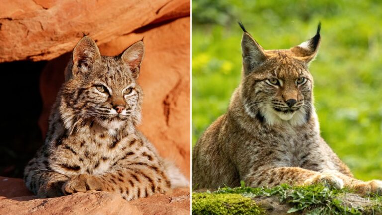 Bobcat vs. Lynx 7 Key Differences You Need To Know