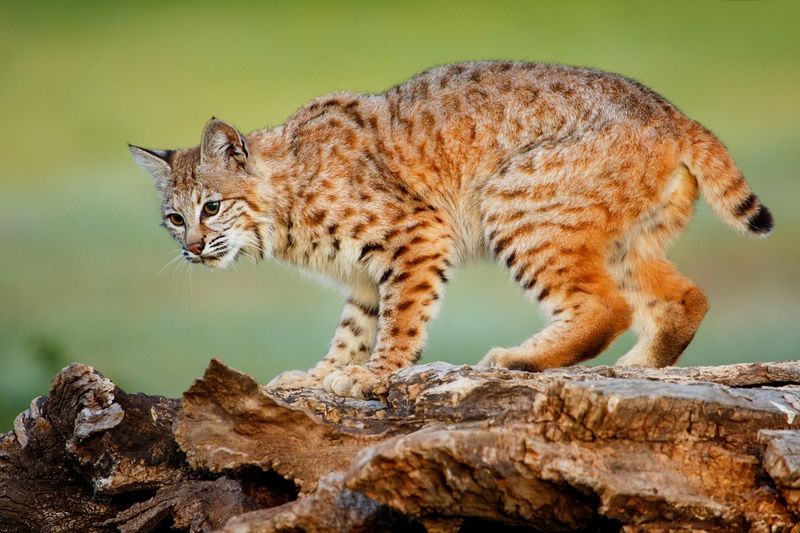 Bobcats